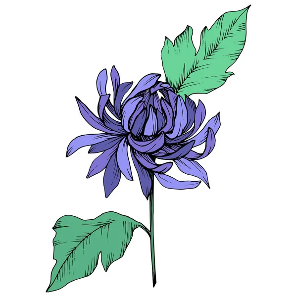 Fiori botanici floreali Vector Blue Chrysanthemum. Incisione a inchiostro art. Isolato elemento illustrazione fiore . — Vettoriale Stock