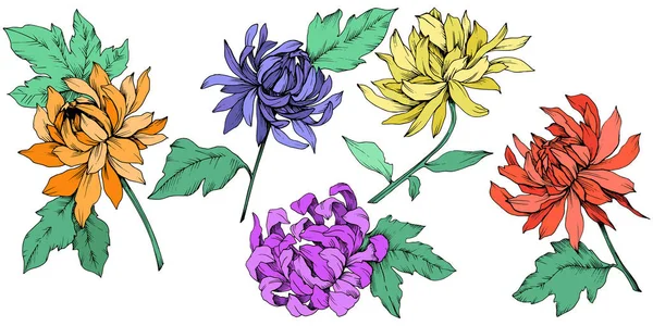 Vektor Chrysanthemen Blumen botanischen Blumen. Tuschebilder. isolierte Blume Illustration Element. — Stockvektor