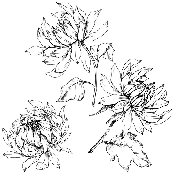 Vector Chrysanthemum flores botánicas florales. Tinta grabada en blanco y negro. Elemento de ilustración de flores aisladas . — Archivo Imágenes Vectoriales