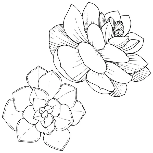 Vector Suculentas flor botánica floral. Tinta grabada en blanco y negro. Elemento ilustrativo de suculentas aisladas . — Archivo Imágenes Vectoriales