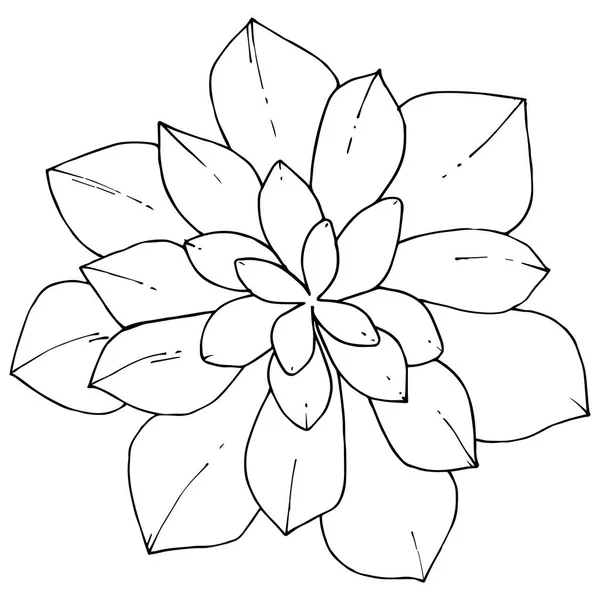 Vector Suculentas flor botánica floral. Tinta grabada en blanco y negro. Elemento ilustrativo de suculentas aisladas . — Vector de stock