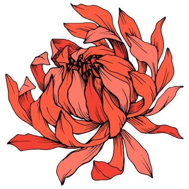 Vektör kırmızı krizantem çiçek botanik çiçekler. Kazınmış mürekkep sanatı. İzole çiçek illüstrasyon eleman.