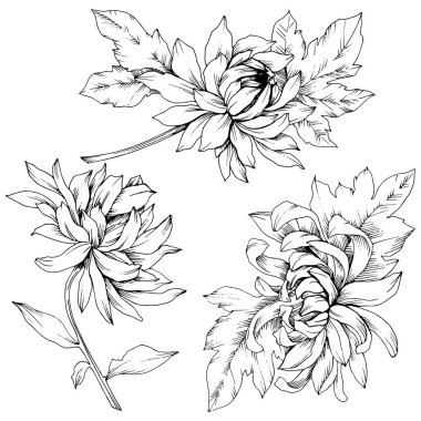 Vektör krizantem çiçek botanik çiçekler. Siyah ve beyaz mürekkep sanat kazınmış. İzole çiçek Çizim öğesi.