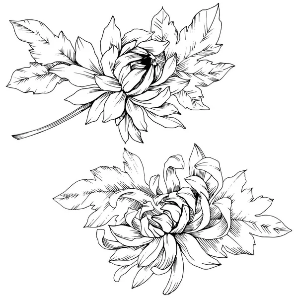 Vector chrysant floral botanische bloemen. Zwart-wit gegraveerd inkt kunst. Geïsoleerde bloem afbeelding element. — Stockvector