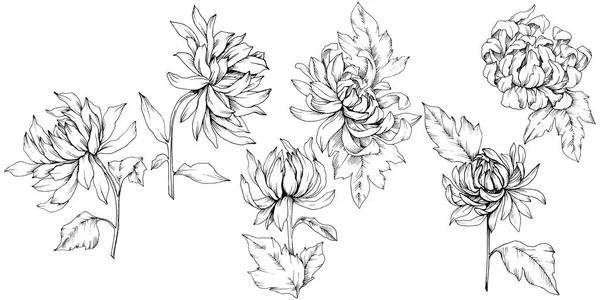 Vector chrysant floral botanische bloemen. Zwart-wit gegraveerd inkt kunst. Geïsoleerde bloem afbeelding element. — Stockvector