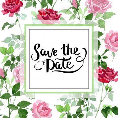 Pembe ve kırmızı güller çiçek botanik çiçekler bush. Suluboya arka plan illüstrasyon küme. Çerçeve kenarlığı süsleme Meydanı.