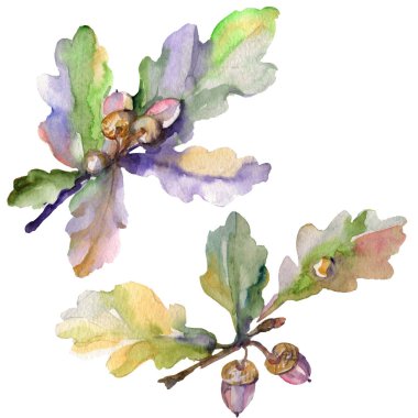 Meşe palamudu yeşil yaprakları ve fındık. Suluboya arka plan illüstrasyon küme. İzole meşe illüstrasyon öğesi.