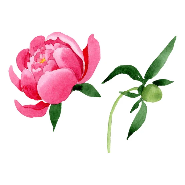 ピンクの牡丹の花植物花。水彩画背景イラスト セット。隔離された牡丹の図要素. — ストック写真