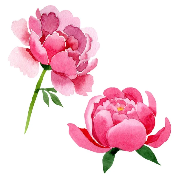 Botanische Blüten der rosa Pfingstrose. Aquarell Hintergrundillustration Set. vereinzelte Pfingstrosen Illustrationselement. — Stockfoto