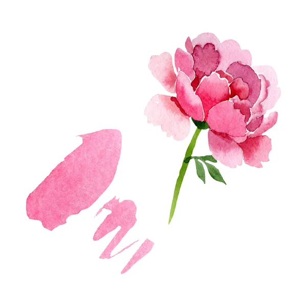 ピンクの牡丹の花植物花。水彩画背景イラスト セット。隔離された牡丹の図要素. — ストック写真