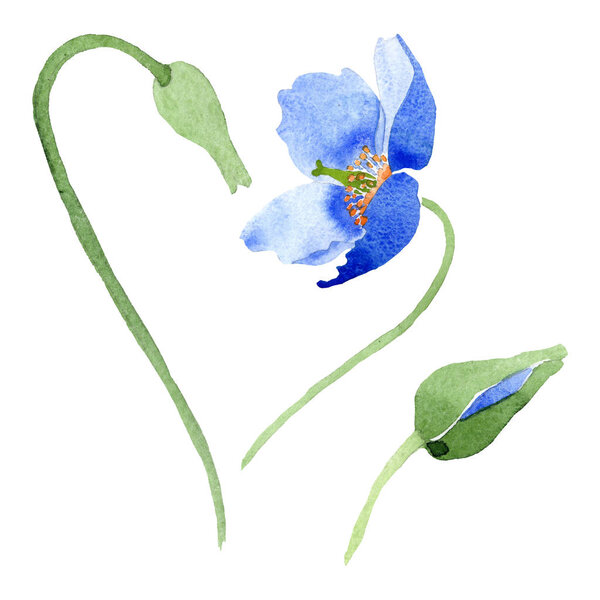 Синий мак цветочные ботанические цветы. Набор акварельных фонов. Изолированный элемент иллюстрации маков
.