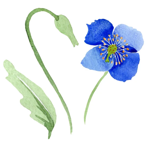 Fiori botanici floreali di papavero blu. Acquerello sfondo illustrazione set. Elemento di illustrazione papaveri isolati . — Foto Stock