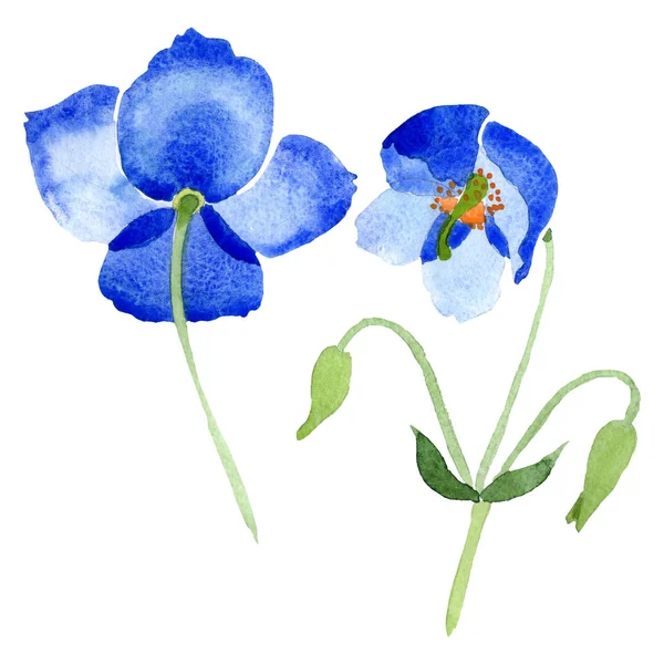 Сині макові квіткові ботанічні квіти. Набір ілюстрацій для акварельного фону. Ізольований елемент ілюстрації маків . — стокове фото