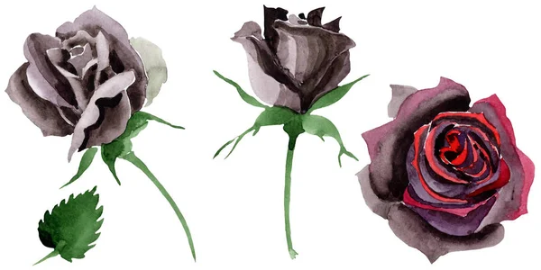 Fleurs botaniques florales roses noires. Ensemble d'illustration de fond aquarelle. Elément d'illustration isolé rose . — Photo