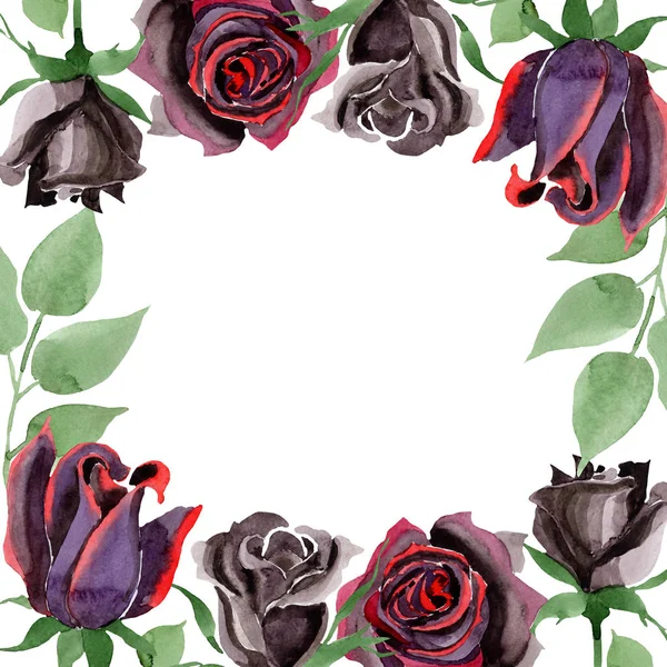 Botanische Blüten der schwarzen Rose. Aquarell Hintergrundillustration Set. Rahmen Rand Ornament Quadrat. — Stockfoto