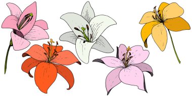 Vektör Lily botanik çiçek. Beyaz arka plan üzerinde oyulmuş mürekkep sanat. İzole lilyum illüstrasyon öğesi.