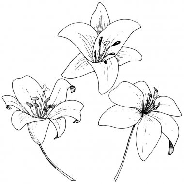 Vektör Lily botanik çiçek. Beyaz arka plan üzerinde oyulmuş mürekkep sanat. İzole lilyum illüstrasyon öğesi.