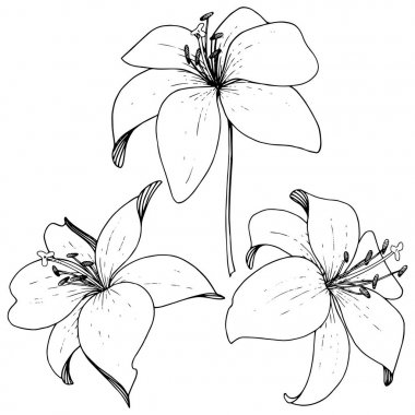 Vektör Lily botanik çiçek. Beyaz arka plan üzerinde oyulmuş mürekkep sanat. İzole lilyum illüstrasyon öğesi.
