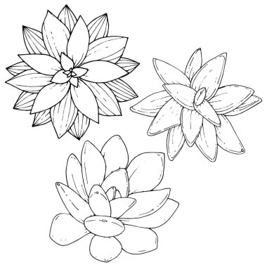 Vektör Succulents botanik çiçek. Siyah ve beyaz mürekkep sanat kazınmış. İzole succulents illüstrasyon öğesi.