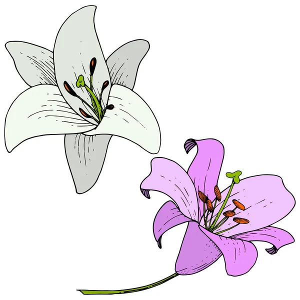 ベクトルパープルと白ユリの花の植物の花。インクアートを彫刻。絶縁リリウムイラスト要素. — ストックベクタ