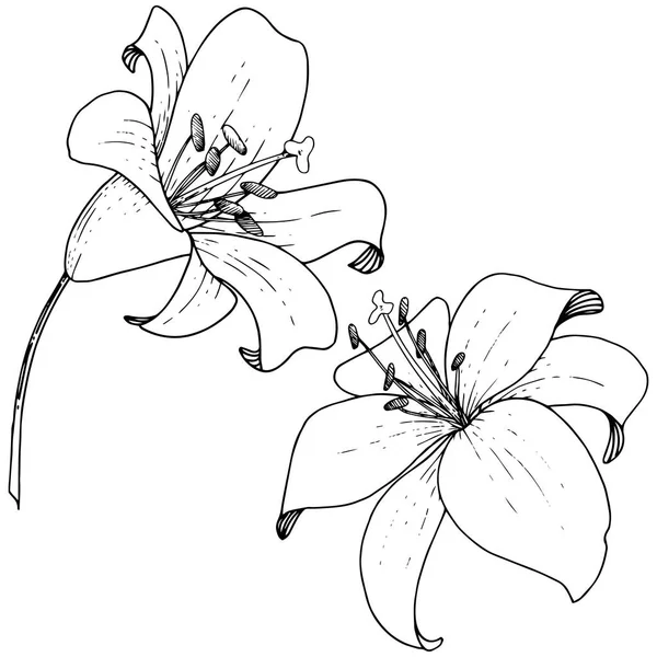 Vector Lily flor botânica floral. Tinta gravada sobre fundo branco. Elemento de ilustração de lílio isolado . — Vetor de Stock