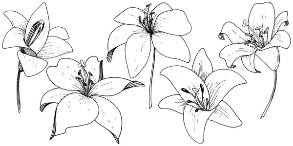 ベクトル ユリの花植物花。白い背景に刻まれたインク アート。分離リリウムの図要素. — ストックベクタ