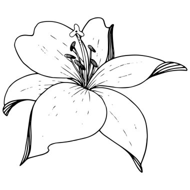 Vektör Lily botanik çiçek. Beyaz arka plan üzerinde oyulmuş mürekkep sanat. İzole lilyum illüstrasyon öğesi.