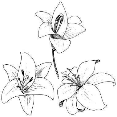 Vektör Lily botanik çiçek. Beyaz arka plan üzerinde oyulmuş mürekkep sanat. İzole lilyum illüstrasyon öğesi.