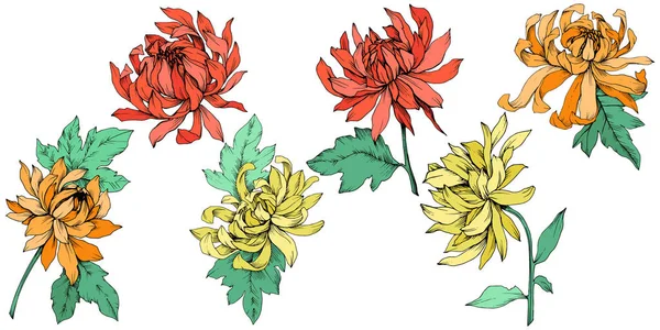 Вектор Хризантема цветочные ботанические цветы. Гравировка чернил. Изолированный цветочный иллюстрационный элемент . — стоковый вектор