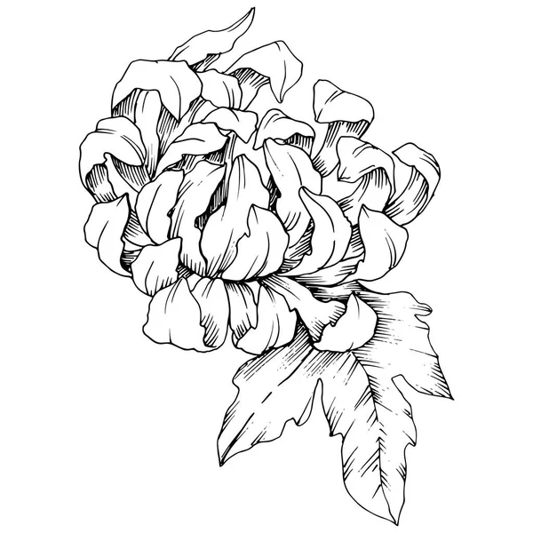 Vector Chrysanthemum blommig botaniska blommor. Svart och vit graverade bläck konst. Isolerade blomma illustration element. — Stock vektor
