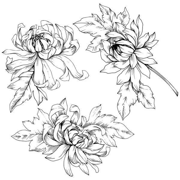Vector Chrysanthemum flores botánicas florales. Tinta grabada en blanco y negro. Elemento de ilustración de flores aisladas . — Vector de stock