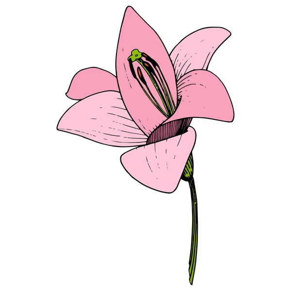 Flor botánica floral Vector Pink Lily. Tinta grabada sobre fondo blanco. Elemento de ilustración de lilium aislado . — Vector de stock