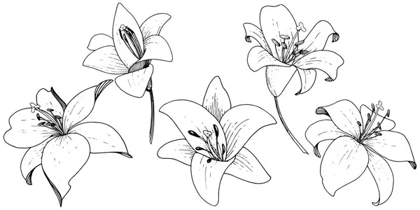 Vektör Lily botanik çiçek. Beyaz arka plan üzerinde oyulmuş mürekkep sanat. İzole lilyum illüstrasyon öğesi. — Stok Vektör