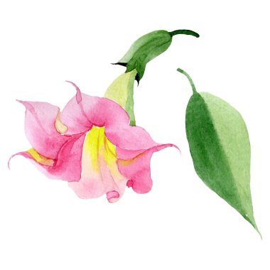 Pembe Brugmansia Floral botanik çiçekleri. Suluboya arka plan seti. İzole Brugmansia illüstrasyon eleman.