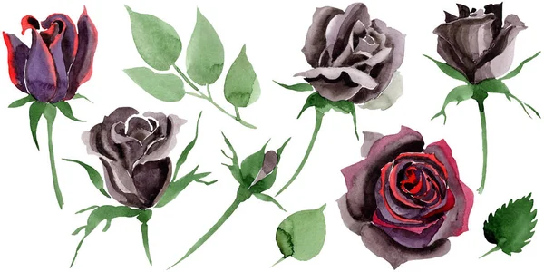 ブラックローズ花の植物の花。水彩画背景イラストセット。孤立したバラのイラスト要素. — ストック写真