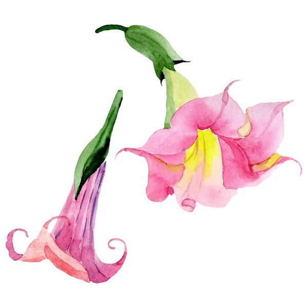 Fleurs botaniques florales rose brugmansia. Ensemble de fond aquarelle. Élément d'illustration brugmansia isolé . — Photo