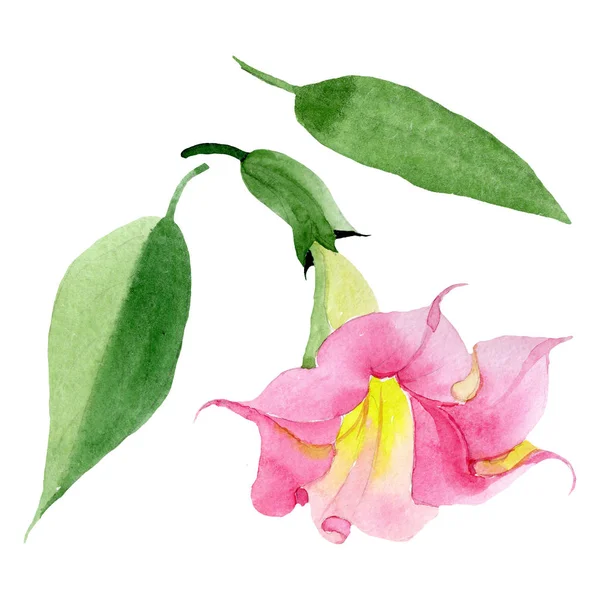 핑크 브루 그만 시아 꽃 식물 꽃입니다. 수채화 배경 세트입니다. 고립 된 brugmansia 그림 요소. — 스톡 사진