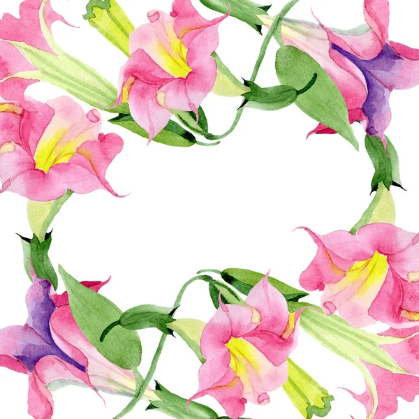 Розовая бругмансия цветочные ботанические цветы. Набор акварельных фонов. Граничный орнамент . — стоковое фото