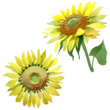Ayçiçeği çiçek botanik çiçekleri. Suluboya arka plan illüstrasyon seti. İzole ayçiçeği illüstrasyon elemanı.