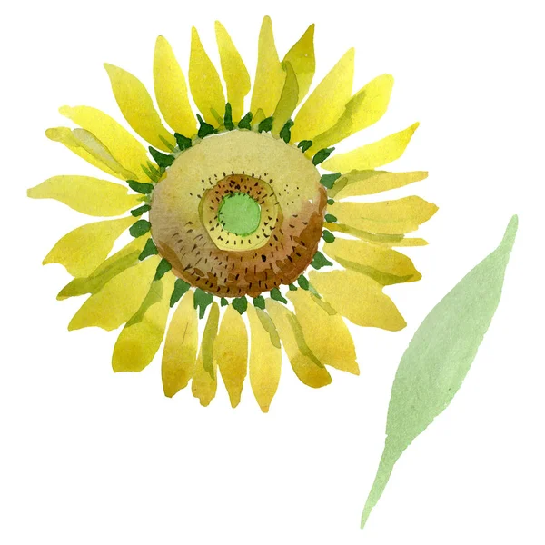 Sonnenblume Blumen botanischen Blumen. Aquarell Hintergrundillustration Set. isolierte Sonnenblume Illustration Element. — Stockfoto