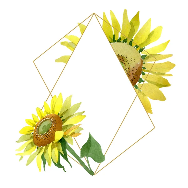 Tournesol fleurs botaniques florales. Ensemble d'illustration de fond aquarelle. Cadre bordure ornement carré . — Photo