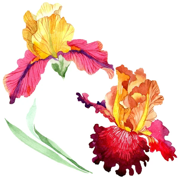 Red Bold encounter iris floral botanical flowers. Watercolor background set. Isolated iris illustration element. — Stock Photo, Image