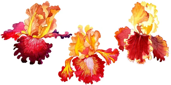 レッドボールドは、虹彩花の植物の花に遭遇します。水彩画の背景セット。孤立した虹彩イラスト要素. — ストック写真