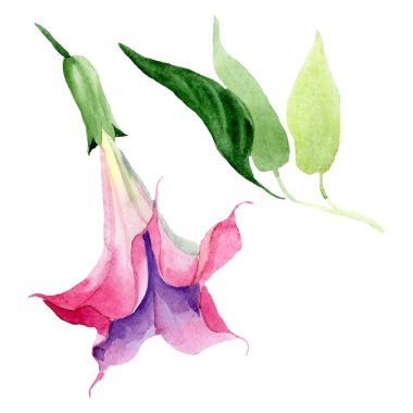Pembe Brugmansia Floral botanik çiçekleri. Suluboya arka plan seti. İzole Brugmansia illüstrasyon eleman.