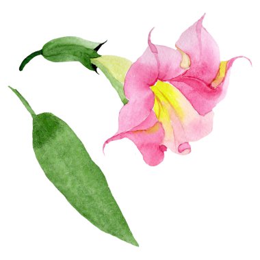 Pembe Brugmansia Floral botanik çiçekleri. Suluboya arka plan seti. İzole Brugmansia illüstrasyon eleman.