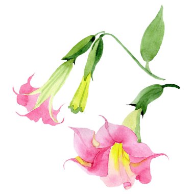 Pembe Brugmansia Floral botanik çiçekleri. Suluboya arka plan seti. İzole Brugmansia illüstrasyon eleman.