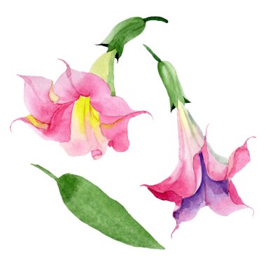 Pembe Brugmansia Floral botanik çiçekleri. Suluboya arka plan seti. İzole Brugmansia illüstrasyon eleman.