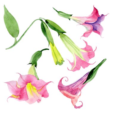 Pembe Brugmansia Floral botanik çiçekleri. Suluboya arka plan seti. İzole Brugmansia illüstrasyon eleman.