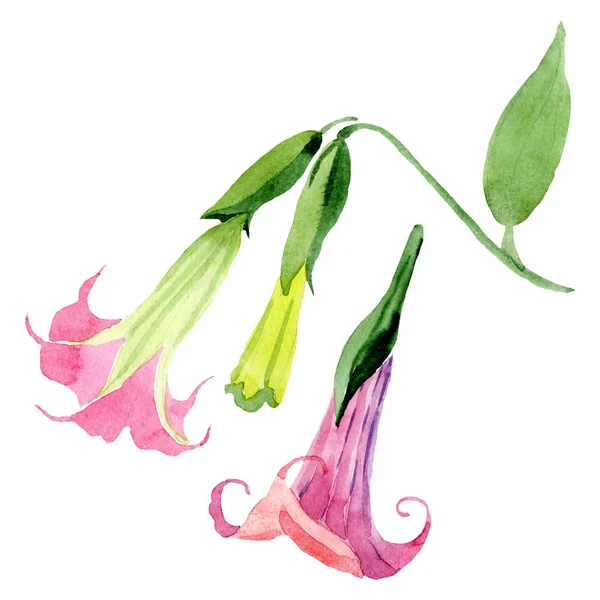 Rosa Brugmansia blommiga botaniska blommor. Akvarell bakgrunds uppsättning. Isolerad illustration element av Brugmansia. — Stockfoto