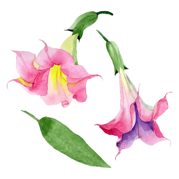 Brugmansia roz flori florale botanice. Set de fundal acuarelă. Isolated brugmansia element ilustrare . — Fotografie, imagine de stoc